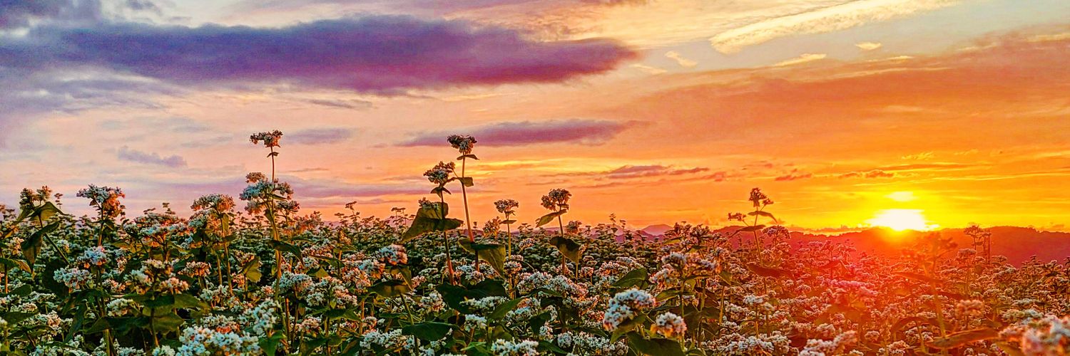 lulun1002's profile banner image