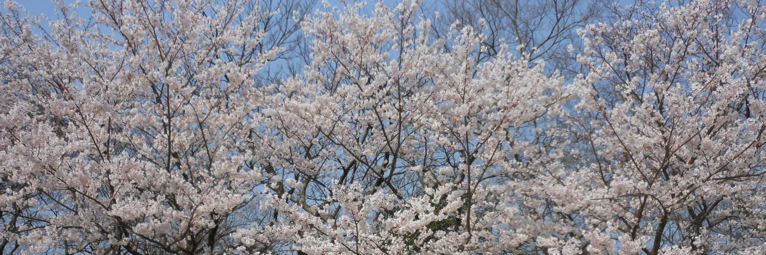 miumiu0303's profile banner image