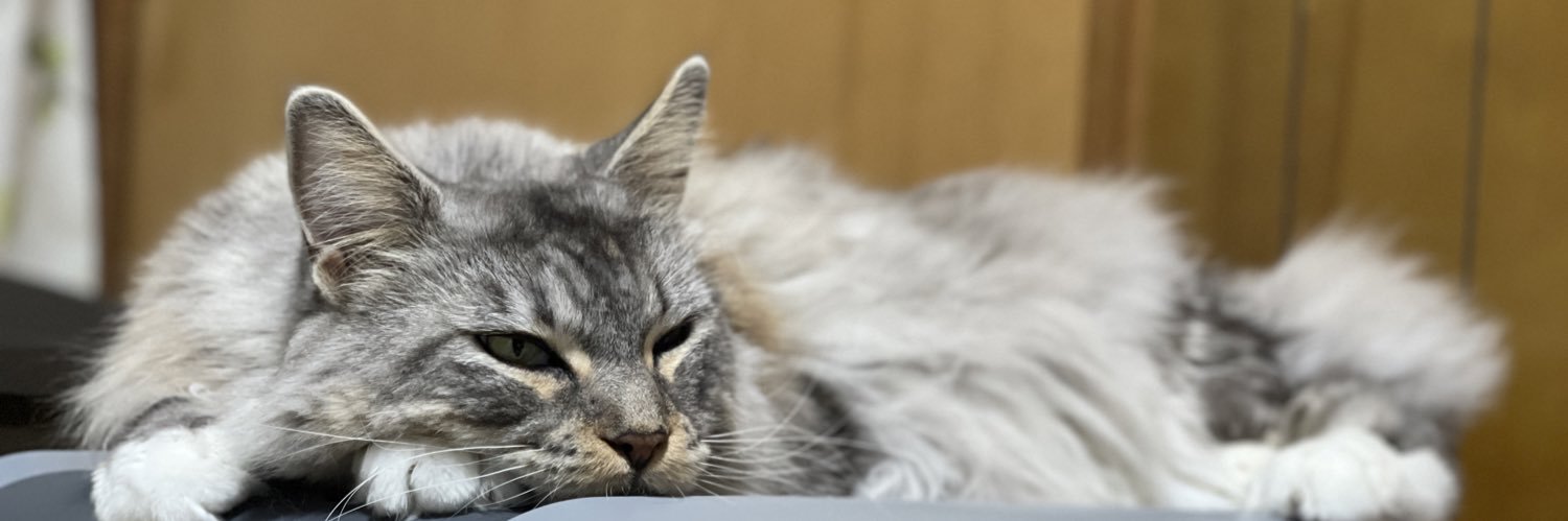 maine_coon banner