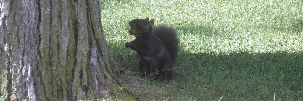 Squirrelly Dan banner