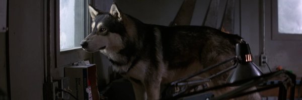 Caninethingy Profile Banner