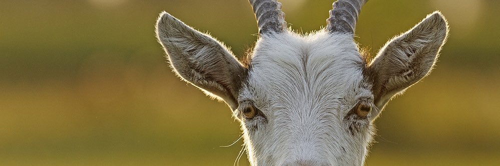 4Liferr banner