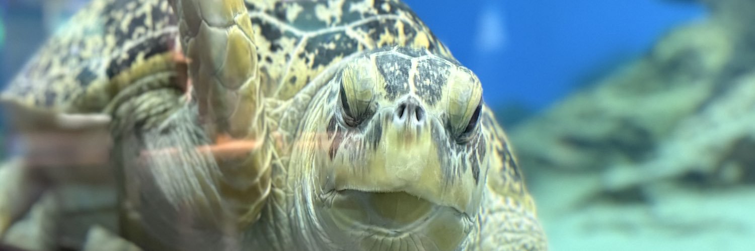 ごぱちもんさんけ banner