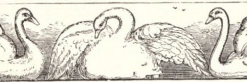 Lily banner