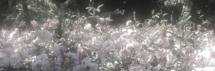 𝒚 banner