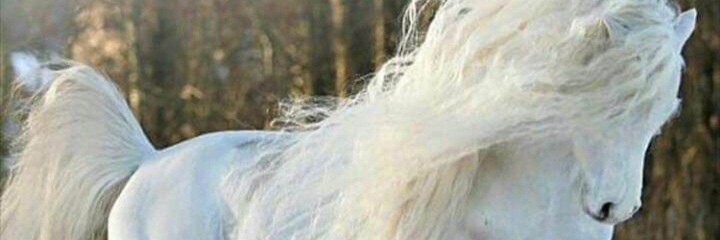 Es_sen_sen's profile banner image