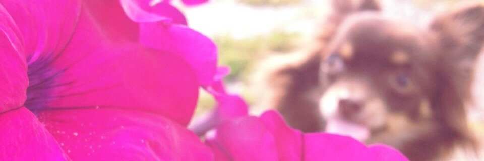 chiru_w's profile banner image