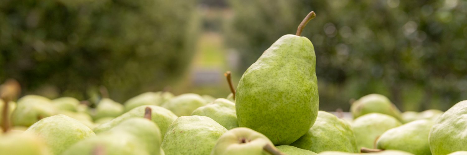 USA Pears banner
