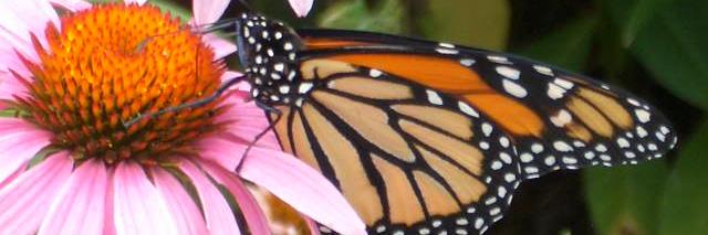 cindyc50c's profile banner image