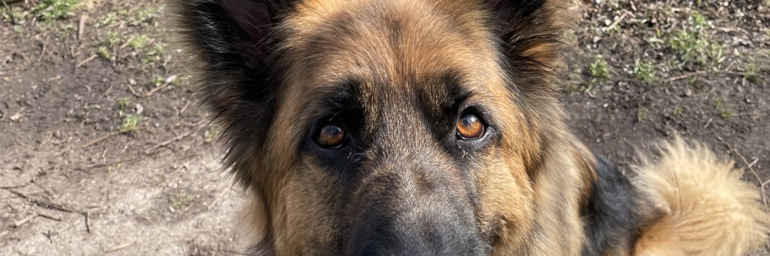 HappyPawsReddit's profile banner image