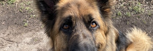 HappyPawsReddit Profile Banner