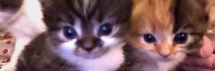 𝓵𝓸𝓿𝓮 ֶָ֢ banner