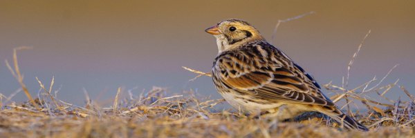 RIAudubon Profile Banner