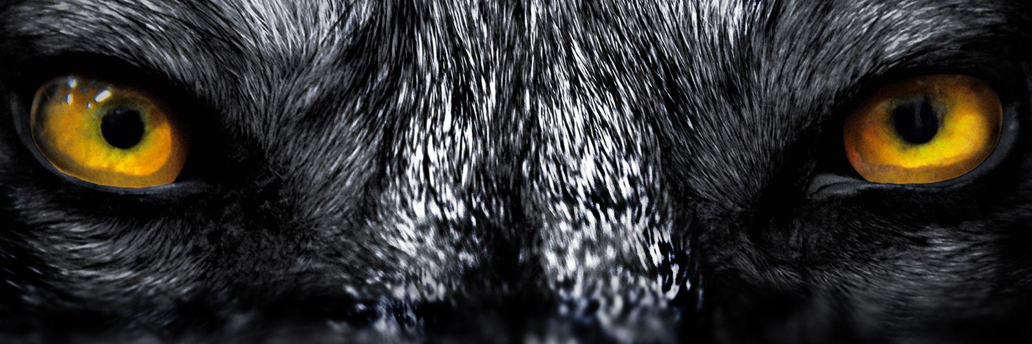 Pedro🐺 banner