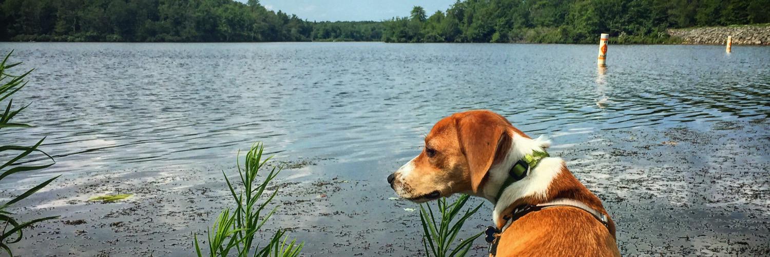 Christina DiRusso banner