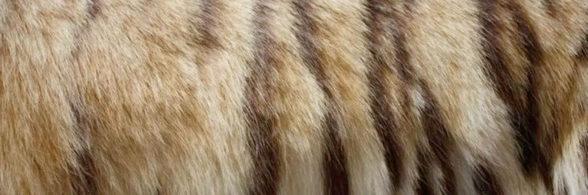 𓏼 cher • follow limit banner