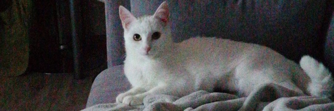 MeissaneG's profile banner image