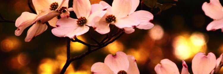 dream_9333's profile banner image