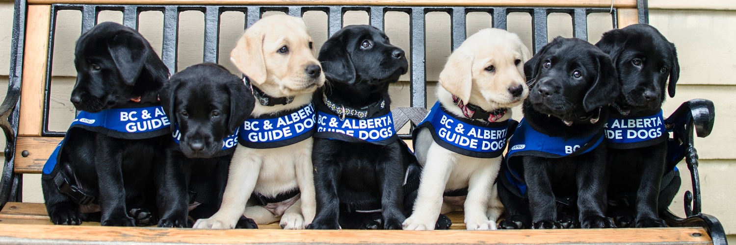 BC & Alberta Guide Dogs banner