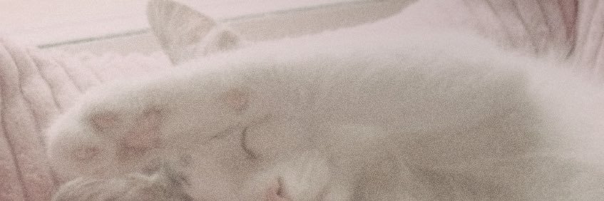 boredddkitten banner