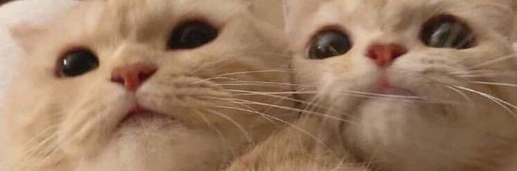 nini ⭐️ banner