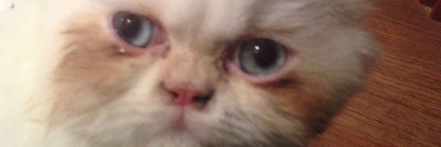 palmay's profile banner image