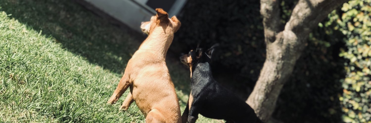 JuliBocassi3's profile banner image