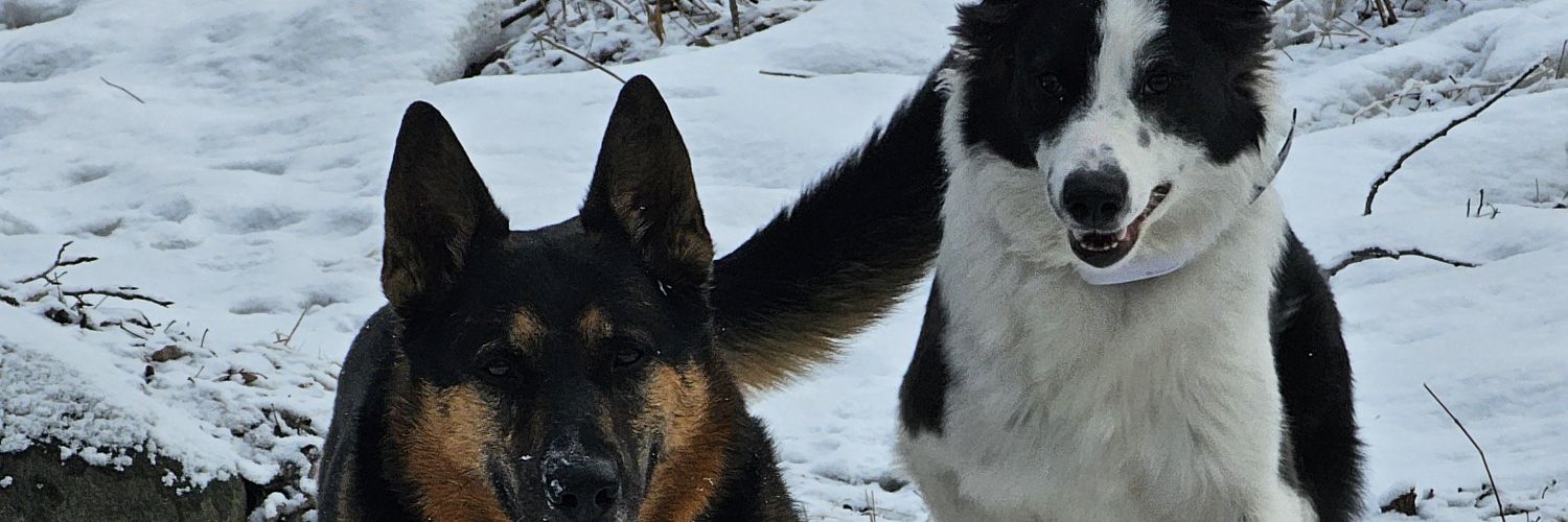 StephMurgaski's profile banner image