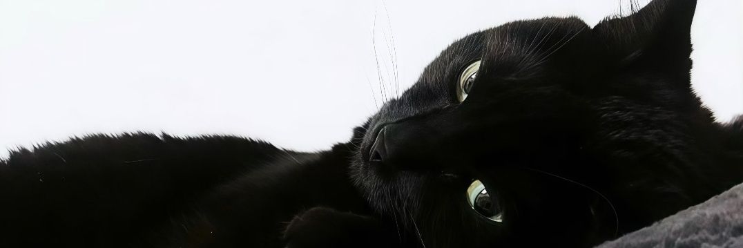 yanHYYa's profile banner image