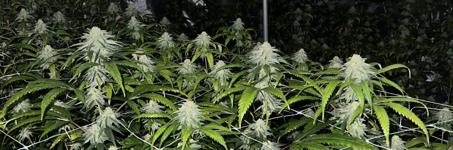Cajun Chronic CEO banner