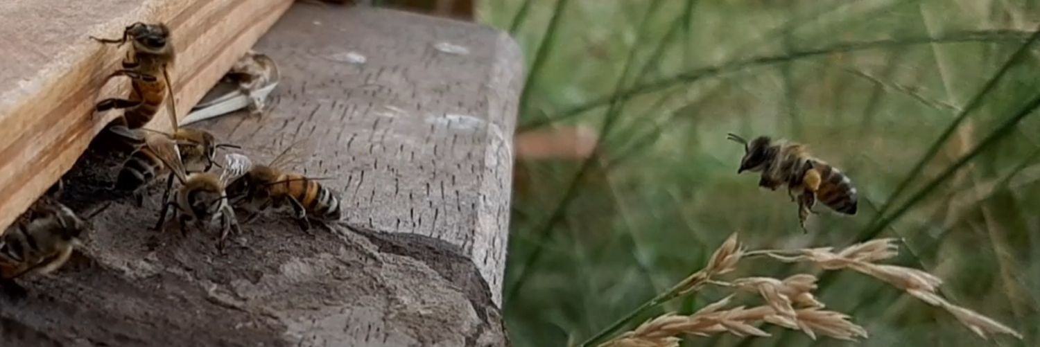 pbrejov's profile banner image