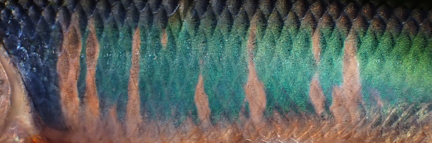 魚屋 banner