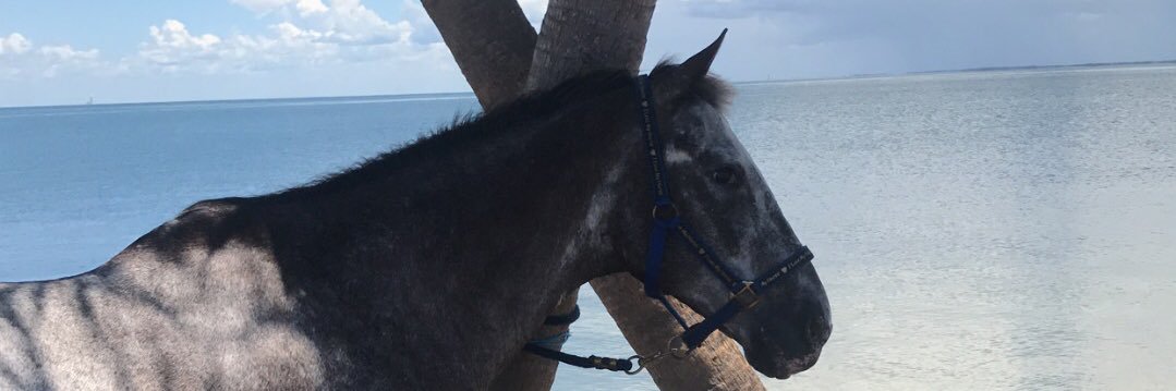 bobbideblasio's profile banner image