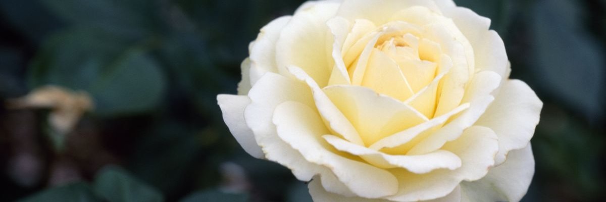 shell_bell3232's profile banner image