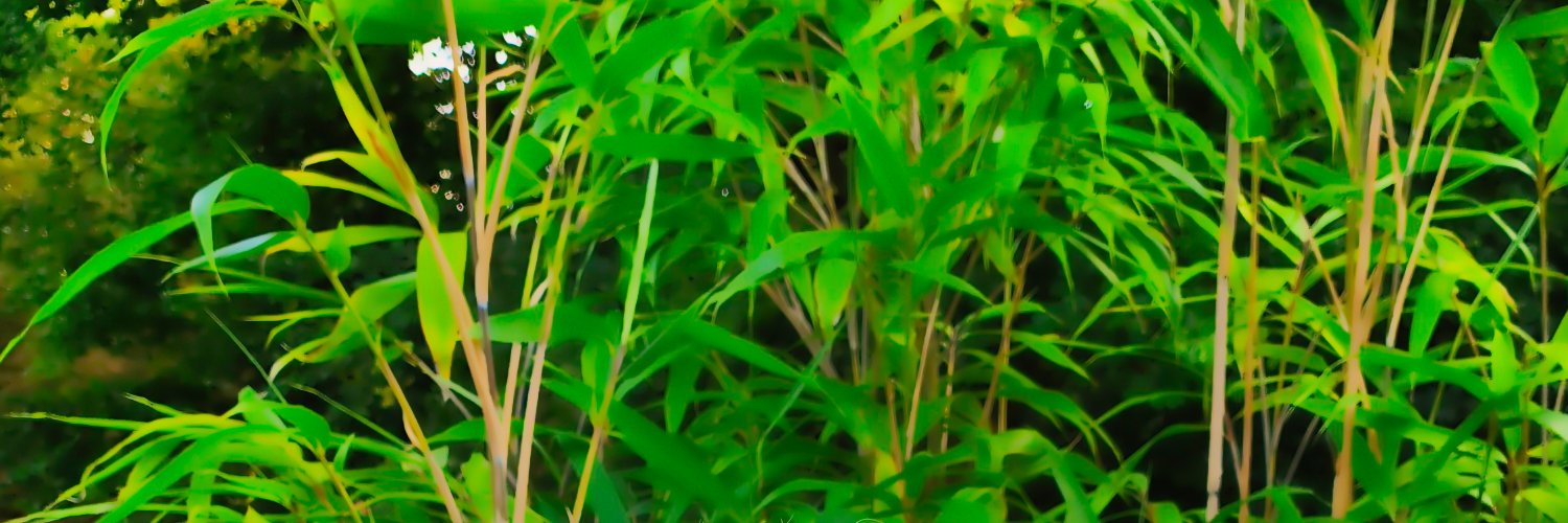 lianvis's profile banner image