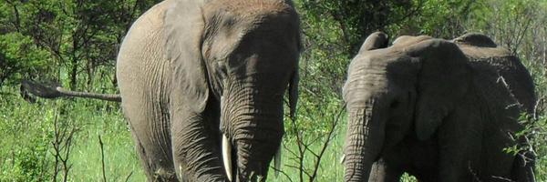 mpalej Profile Banner