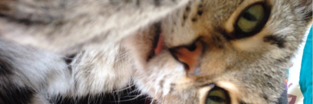 enchantedraptor's profile banner image