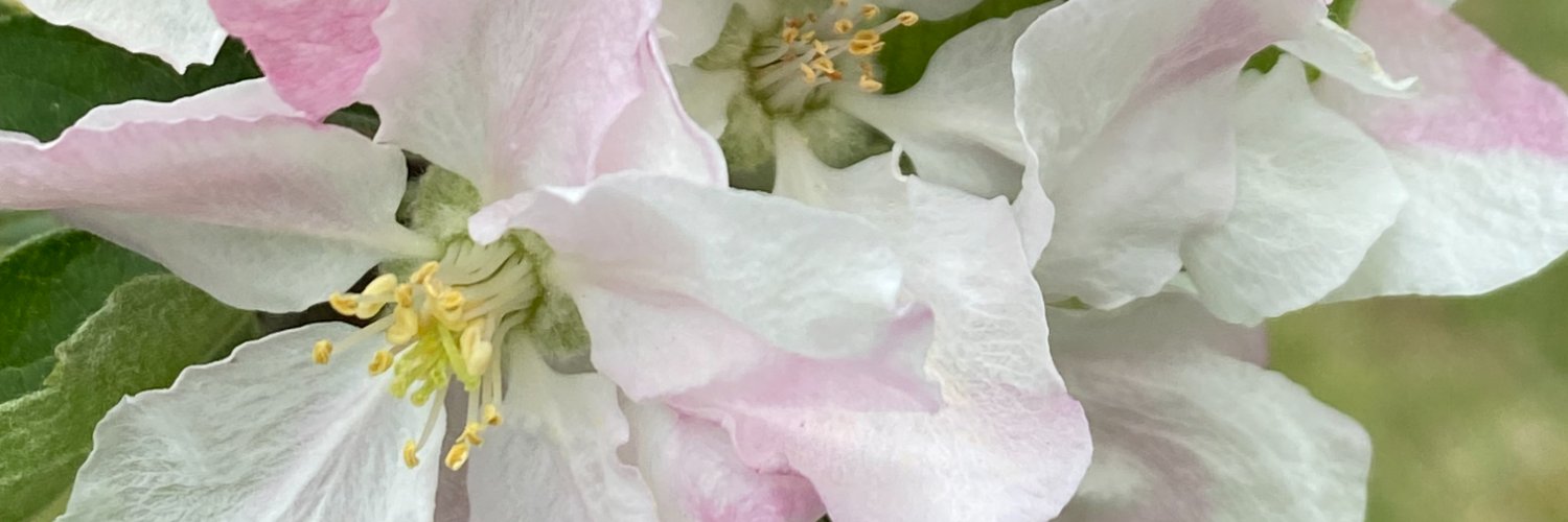 FactsFirst's banner