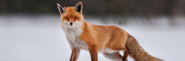 corbyfox20's profile banner image