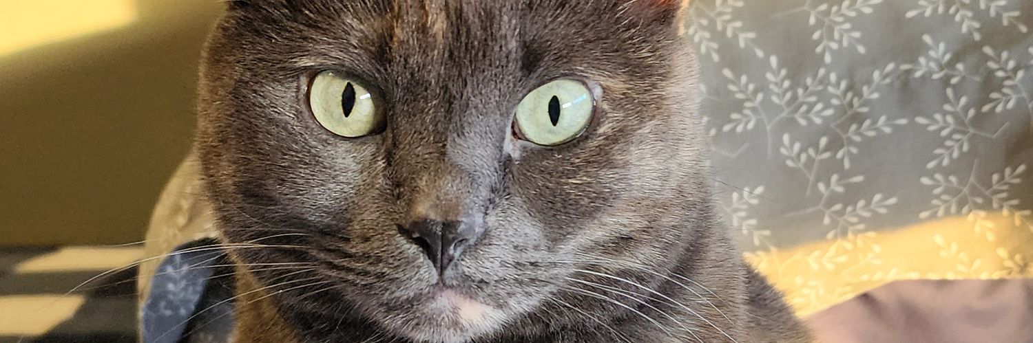 JFehilly's profile banner image