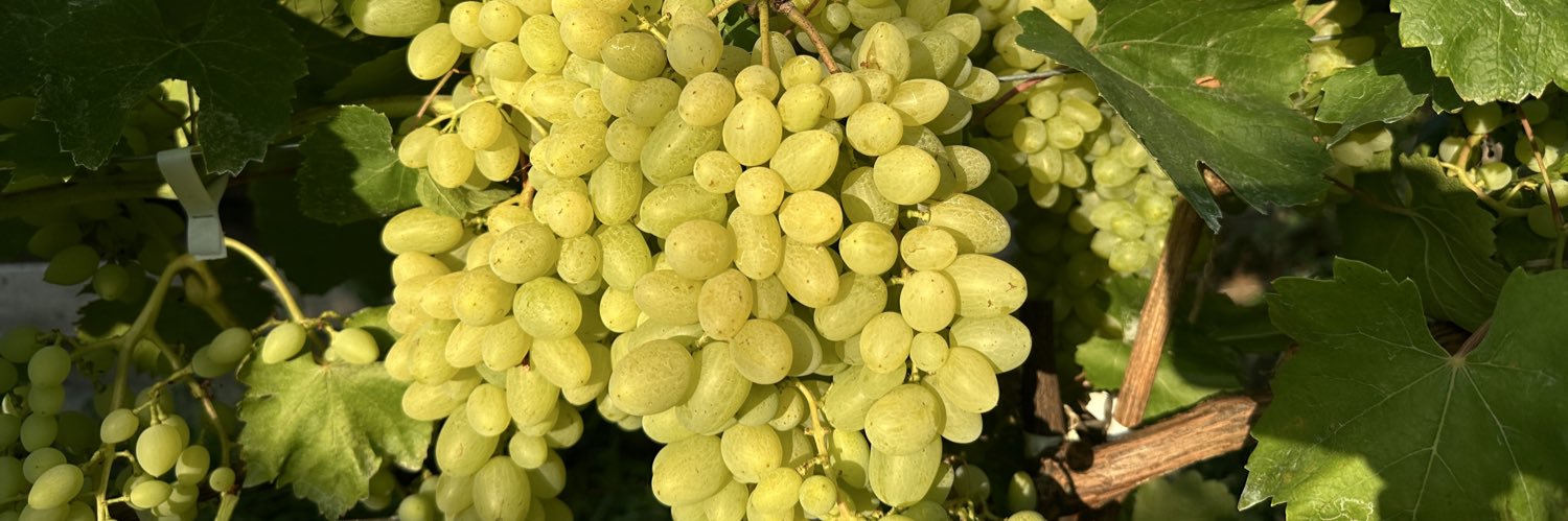 tablegrapes's profile banner image