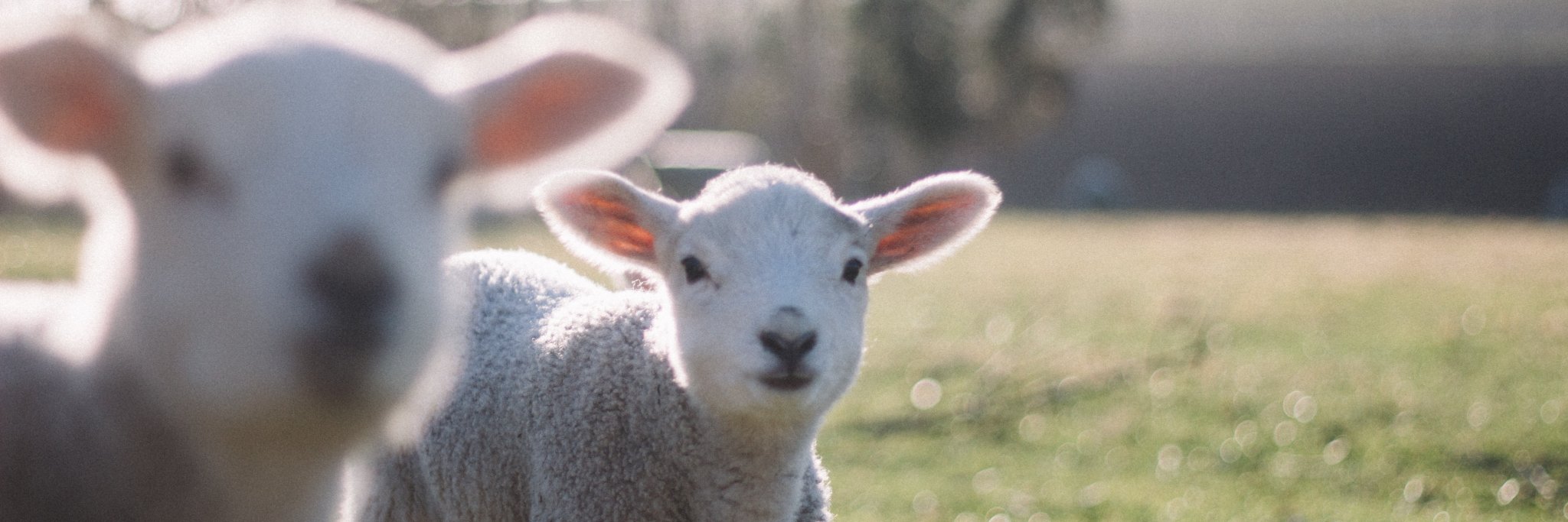 LocalFarming's profile banner image