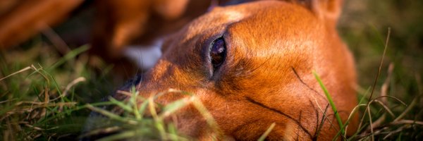 withanA Profile Banner