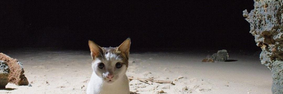 𓆩° 𓆝𓃠𝔽𝕚𝕤𝕙ℂ𝕒𝕥 .ᐟ 𓃠 - ᥉ɛɑ ᥉ı᥉ꞇɛɾ banner