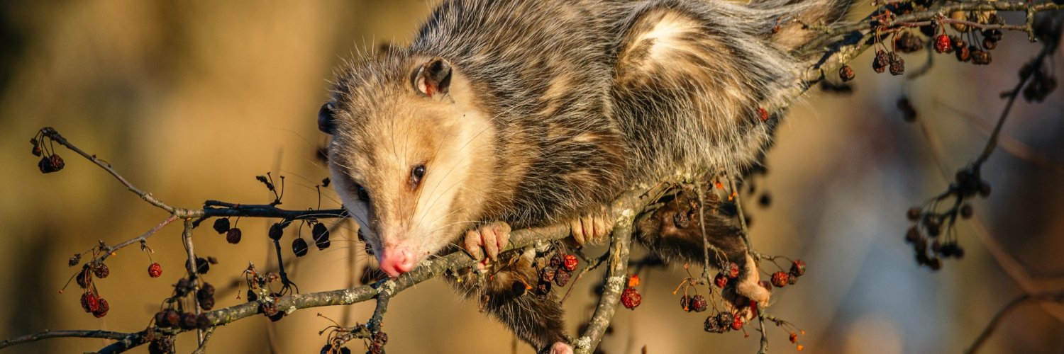 Forest Preserves banner