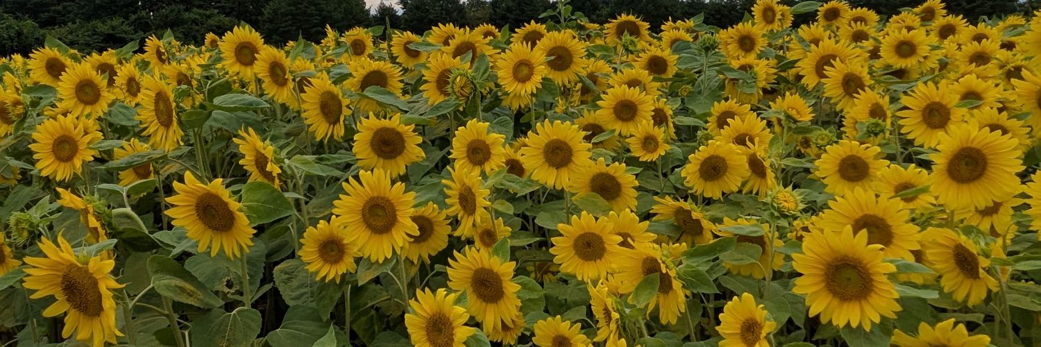HV9USjdlpl10819's profile banner image