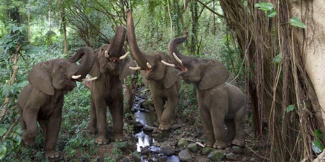 Ivory4Elephants's profile banner image