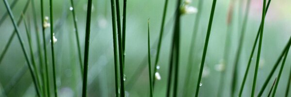 meg_shifrin Profile Banner