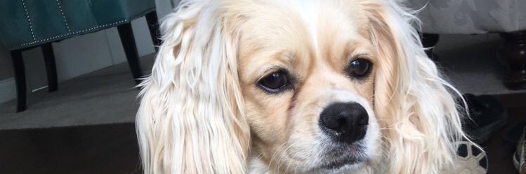 abby_oneil7's profile banner image