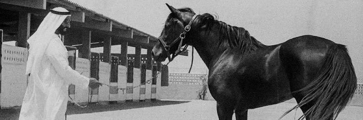 𝑀𝐴 𓃗 banner